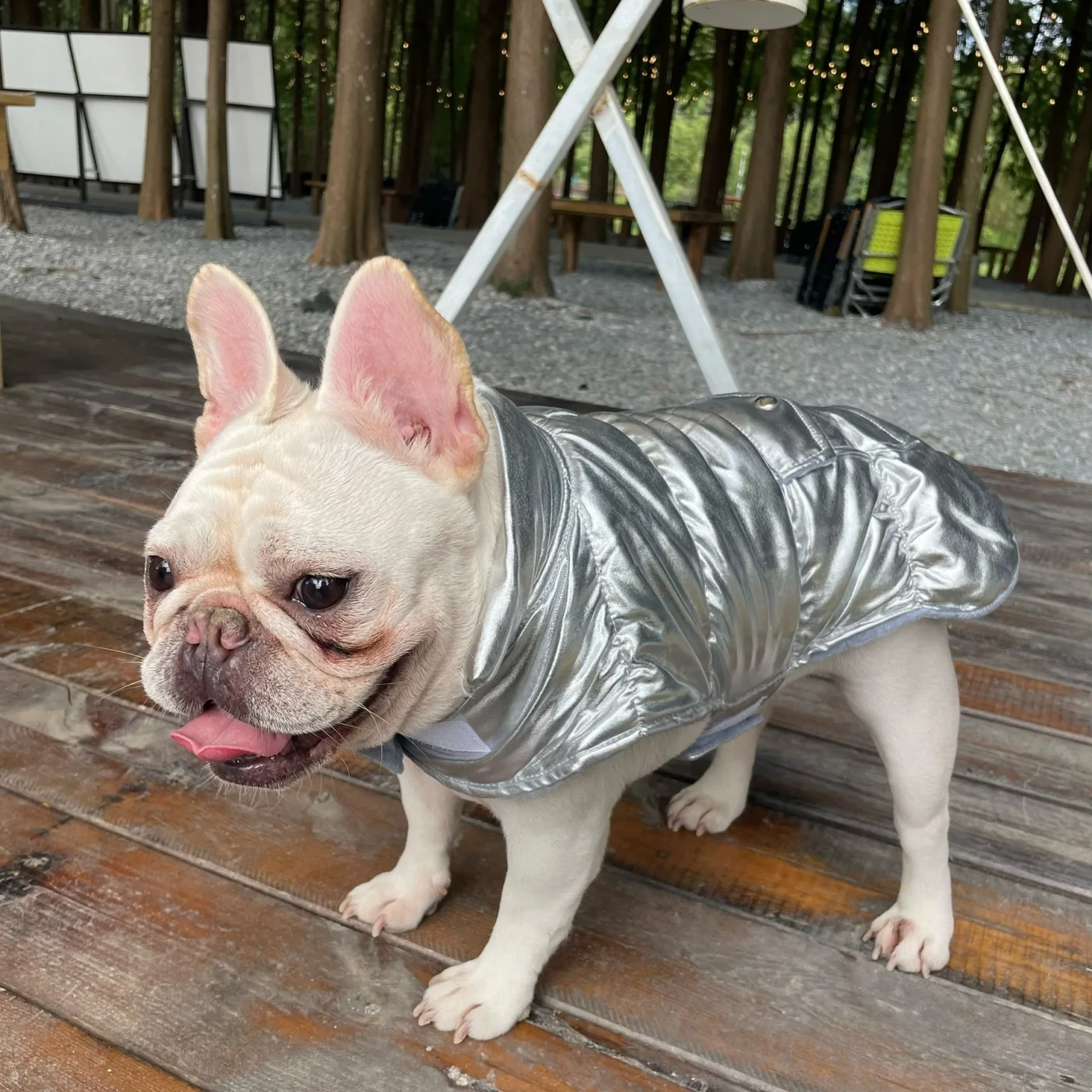 犬のお散歩グッズをコスパ良く揃える方法｜完全ガイドと選び方のポイント