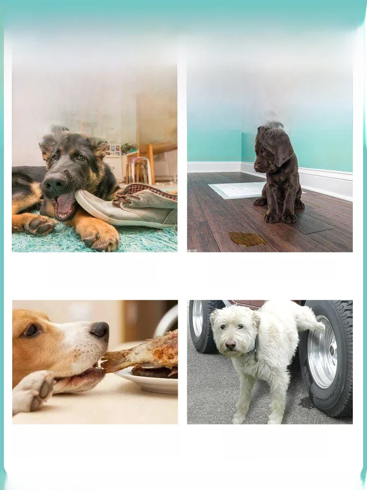 犬のマーキングを完全に防ぐスプレーは、本当に存在するの？
