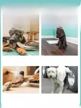 ペット用禁区スプレー【犬の排泄防止・室内外用・猫にも対応】