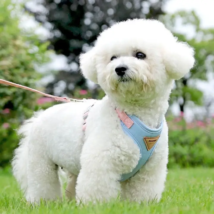 小型犬用 ペット用ハーネスリード【テディベア・ボストン・ヨークシャーテリア対応・アウトドア用】