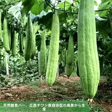 天然素材のヘチマスポンジ【食器洗い用・油が付きにくい・多用途】