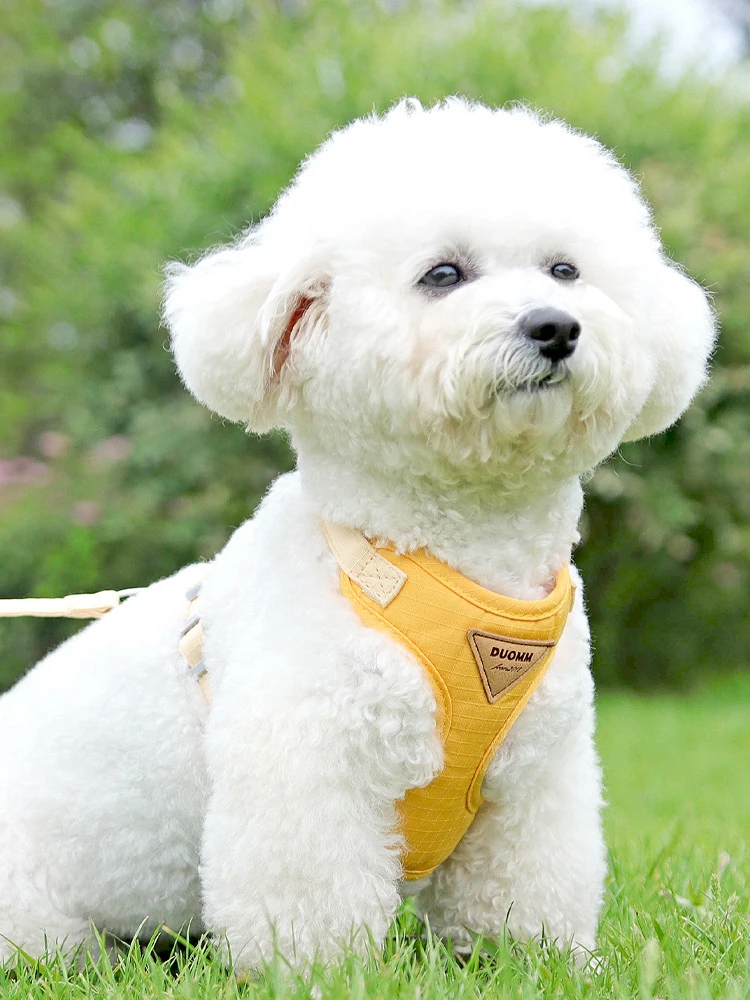 犬のお散歩グッズをコスパ良く揃える方法｜調整可能なハーネス付きリードの徹底解説