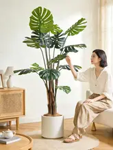 観葉植物 モンステラ 室内 大型 フロアプラント 装飾