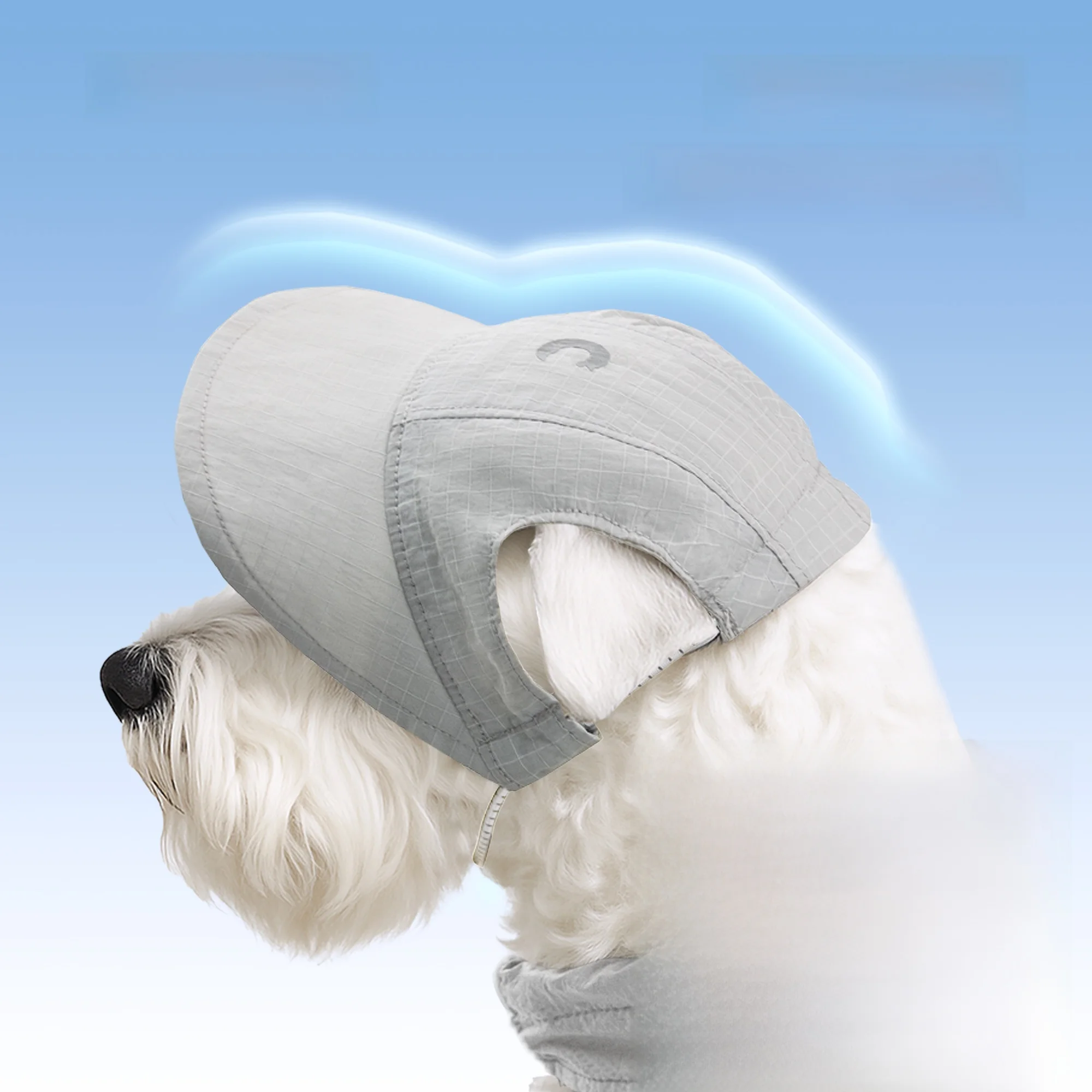 犬のお散歩グッズをコスパ良く揃える方法　完全ガイド