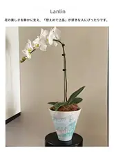 華やかな彩絵の花盆【大口径・テーブル用・多肉植物・観葉植物・インテリア装飾】