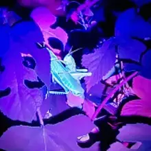 高出力UVブラックライト【365/395nm対応・工場用蛍光検査ライト】