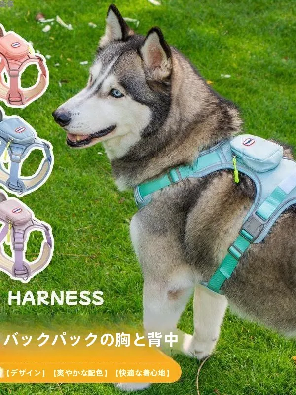 犬のお散歩グッズをコスパ良く揃える方法｜胸背式ハーネスで散歩の安心を実現