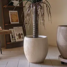 大口径の亀背竹用プランター【ミニマルデザイン・陶器風・リビング用】（セットアップ対応）