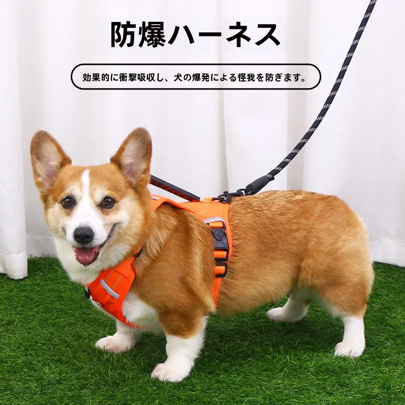 犬のお散歩グッズをコスパ良く揃える方法 - 小型犬用ハーネスリードの仕様と選定基準