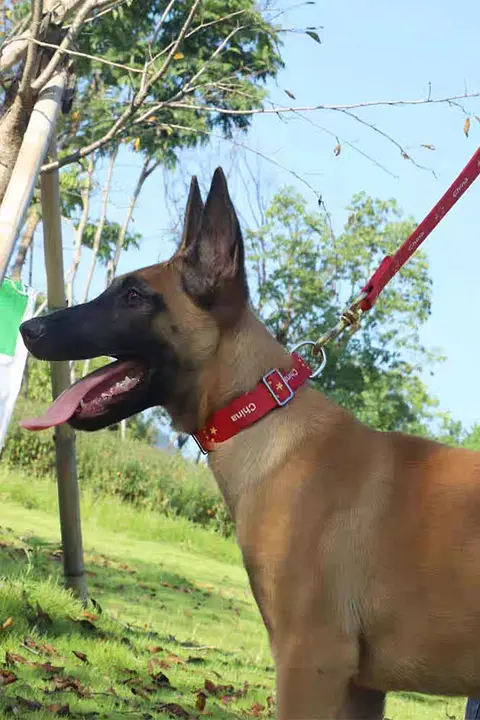 中型犬・大型犬用リード付き首輪【耐久性・散歩に最適】