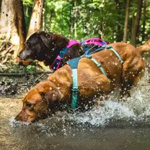 調整可能な引き留めハーネス【防脱防爆・犬用・胸背タイプ】