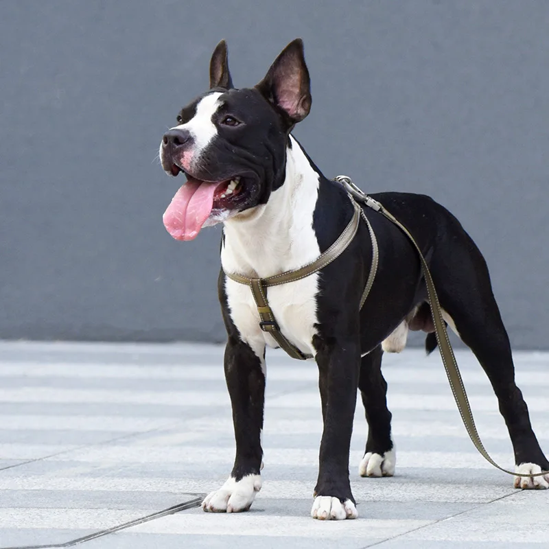 犬のお散歩グッズをコスパ良く揃える方法 - 胸掛け式リードのサイズ・タイプ・色の選定基準