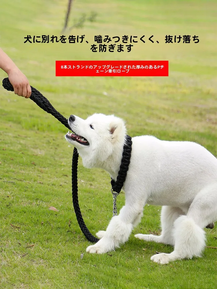 犬のお散歩グッズをコスパ良く揃える方法　成長に合わせて交換する3つのポイント