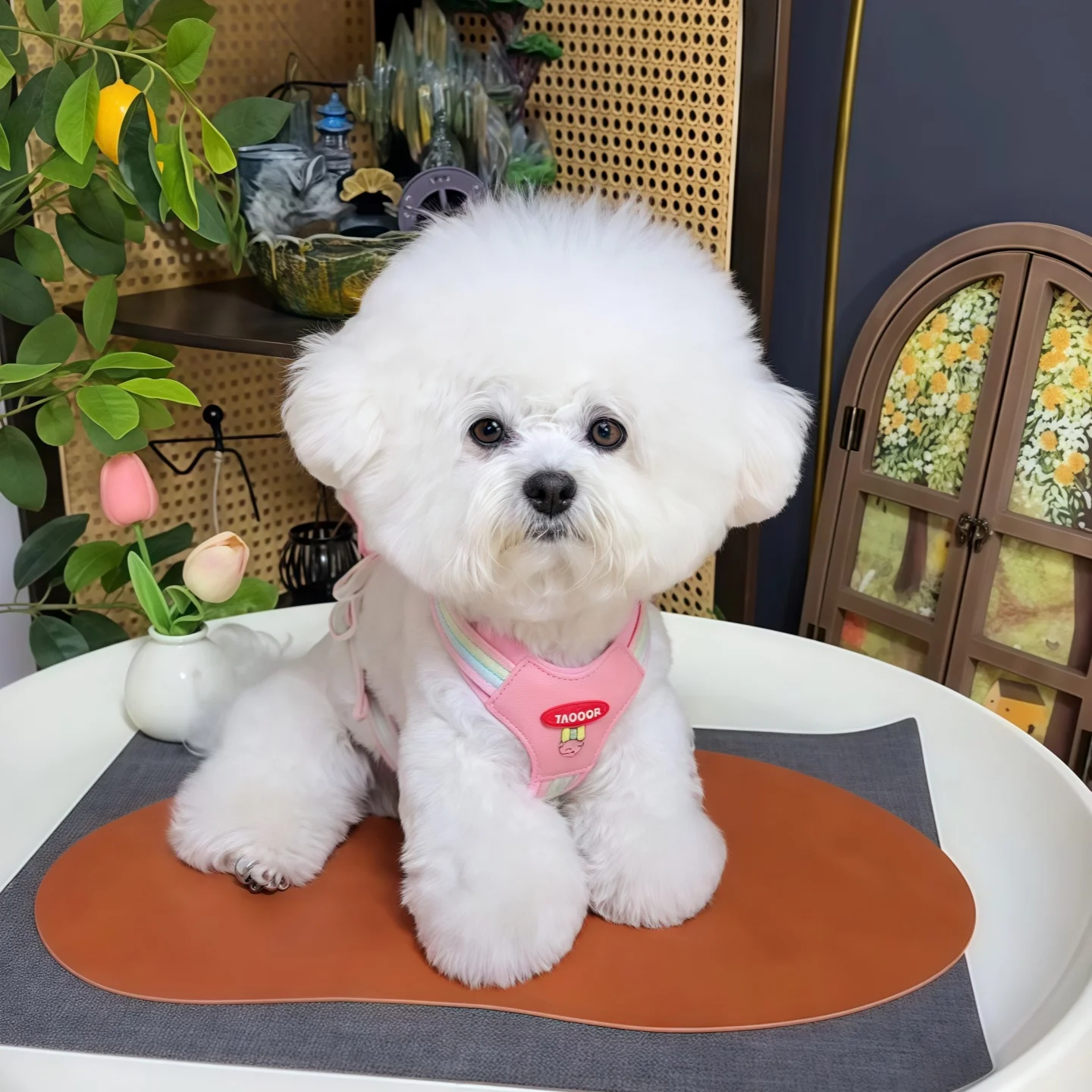 中小型犬用背心式ハーネス付きリード：防脱出設計で安全な散歩を実現