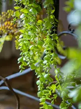 吊りランのフェイクグリーン吊り下げ植物【装飾用・壁掛けタイプ】