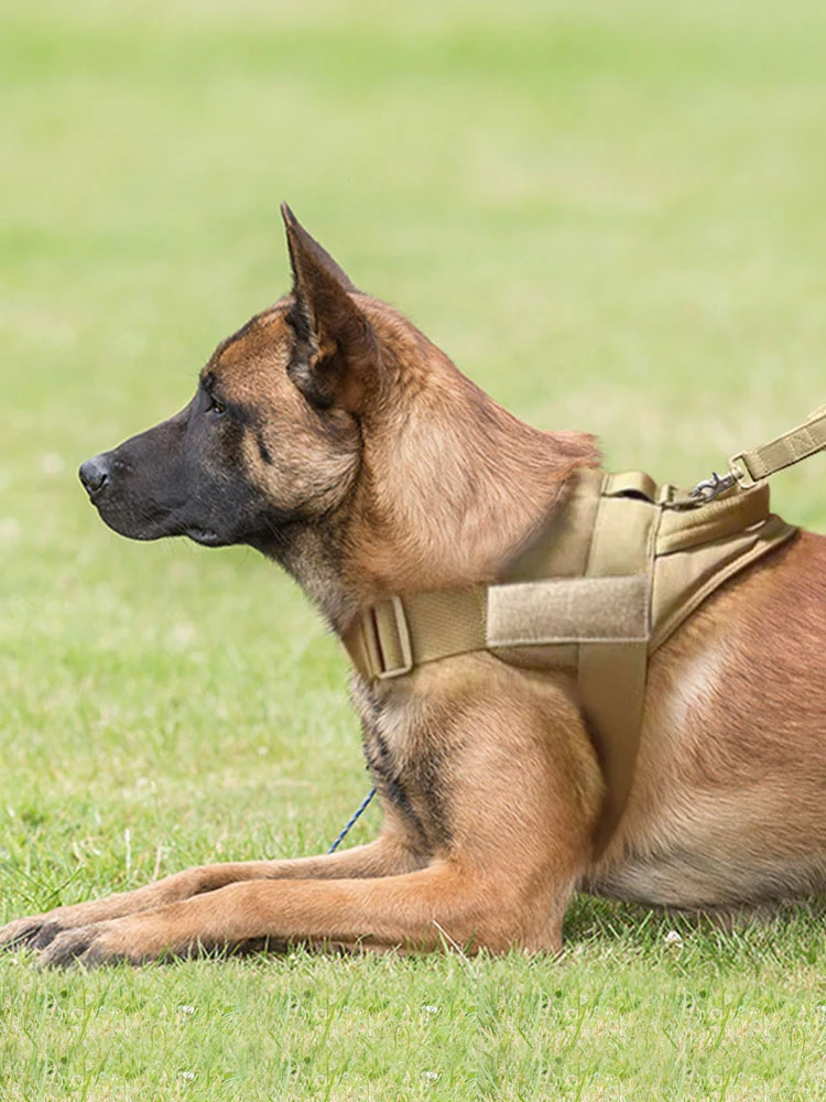 犬のお散歩グッズをコスパ良く揃える方法｜実測でわかるストレス軽減の秘訣