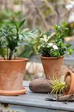 植木鉢 テラコッタ 素焼き 通気性 受け皿 多肉植物 家庭用 屋外 庭 ベランダ