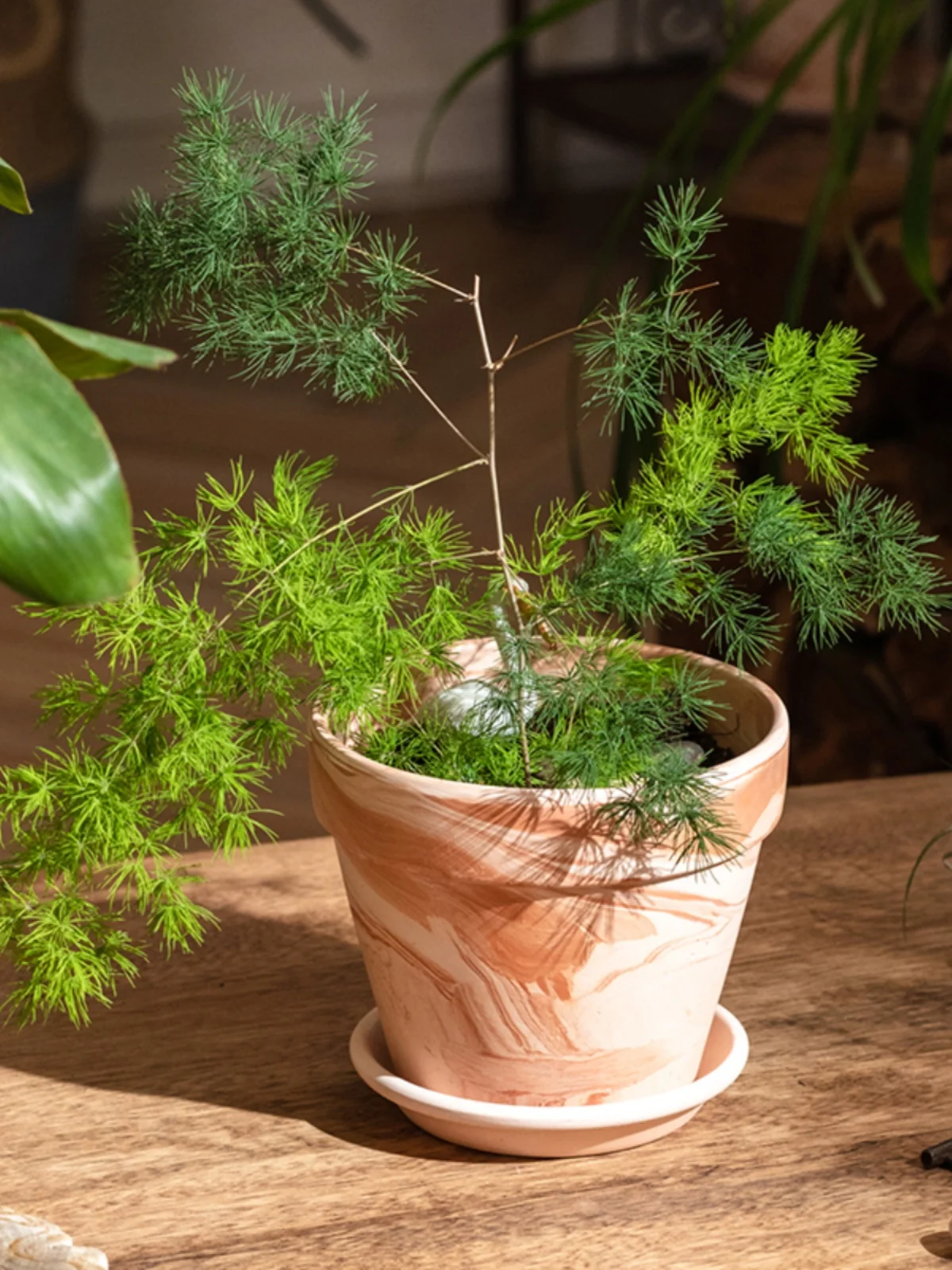 安い観葉植物用の鉢を選ぶときに迷うのは、本当に価格だけなのか？