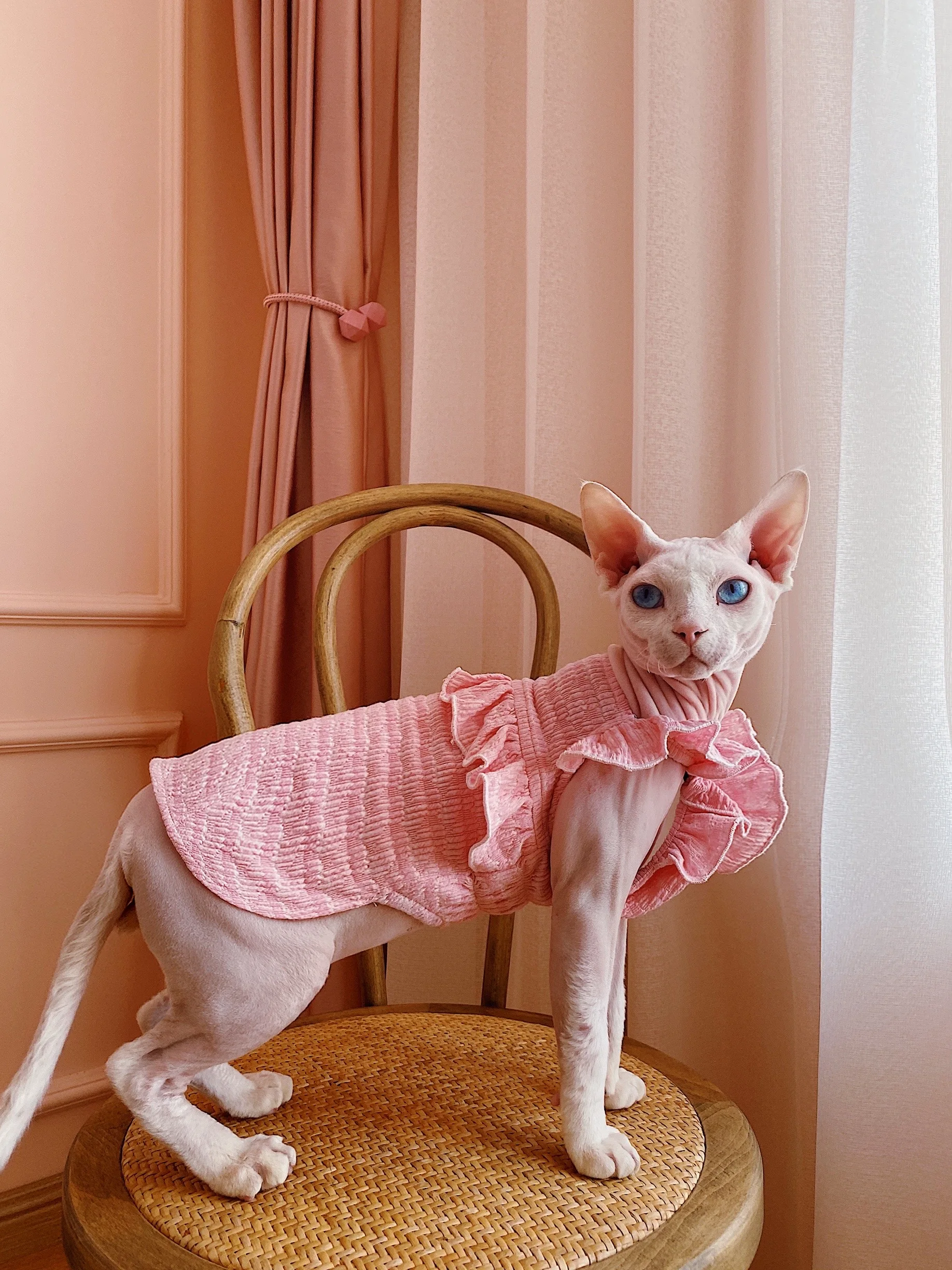 猫dollとは何か？人形とどう違うの？なぜ今、スフィンクスのフリル袖が人気なのか？