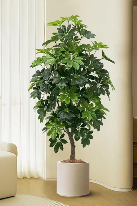 高級感漂うフェイク植栽 ダックフットモク 大型フロア装飾品【インテリア・リビング用】