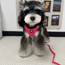 中小型犬用ハーネス【胸部サポート・ペット用・外出用】