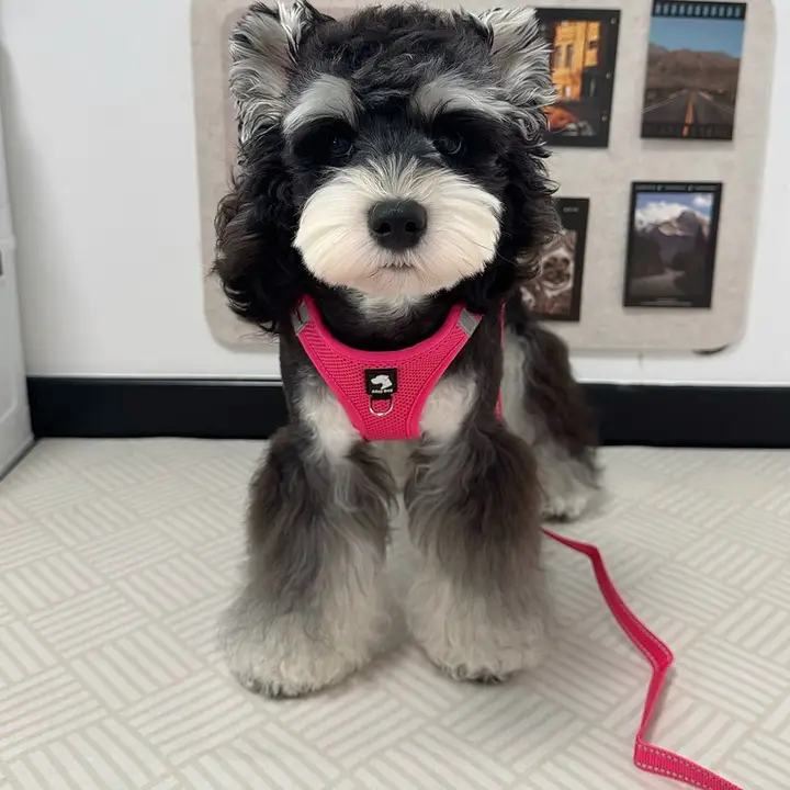 中小型犬用ハーネス【胸部サポート・ペット用・外出用】