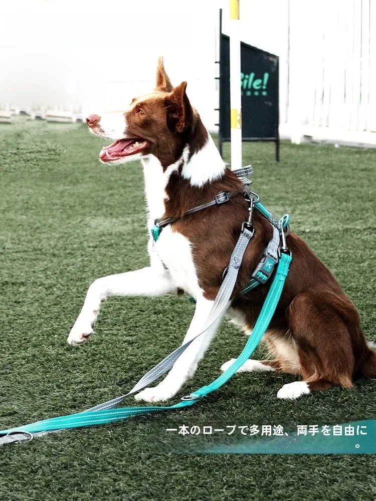 犬のリードハーネスを選ぶときに迷うのは、本当に「ファンタジー」か「ライフ」か？