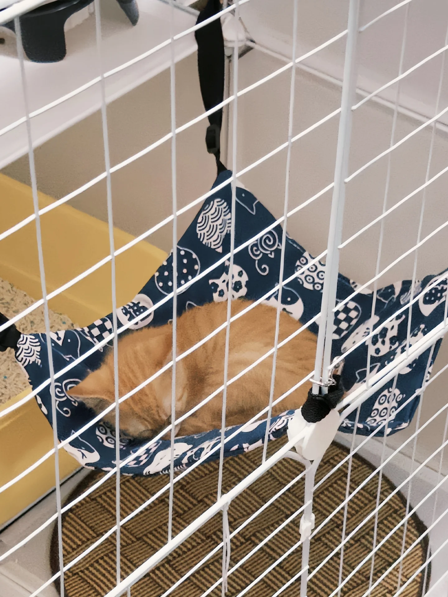 猫用吊りハンモック：通気性に優れた夏季室内避難グッズの実用性と選び方
