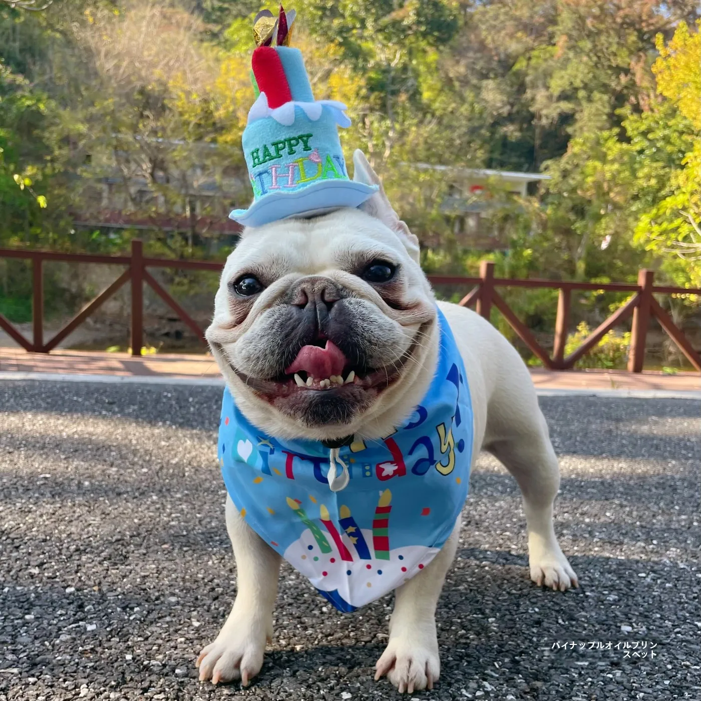 犬 おしめ とは 何ですか？厳選5選で、暮らしに溶け込むようなリアルな使い方を解説