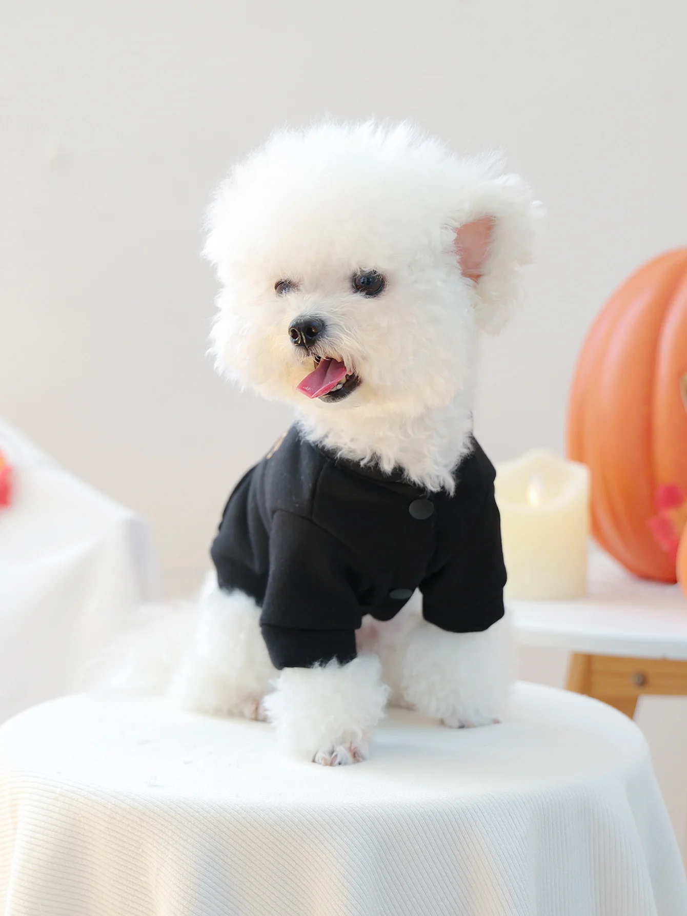 春秋用牽引フード付き犬用ウェア【小型犬・二脚タイプ】の選び方と実用性