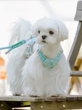 小型犬用 胸部ハーネス付きリード【ミニチュア犬用・テディベア・マルチーズ・ビションフリーゼ対応】