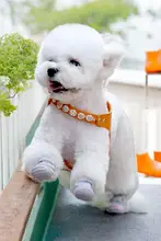 犬の靴 小型犬 チェコ素材 屋内外用 滑り止め底