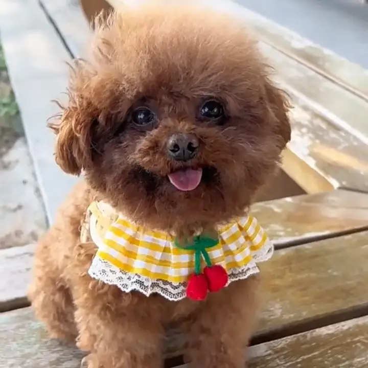 犬用外出リード【小型犬・ハーネス付き・チワワ・ポメラニアン対応】