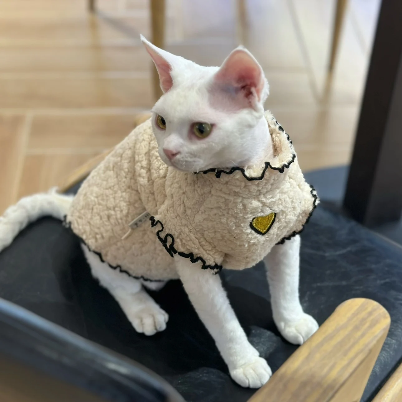 白いダニとは何か？スフィンクス猫用冬用ウェアの実際の特徴と使用シーン