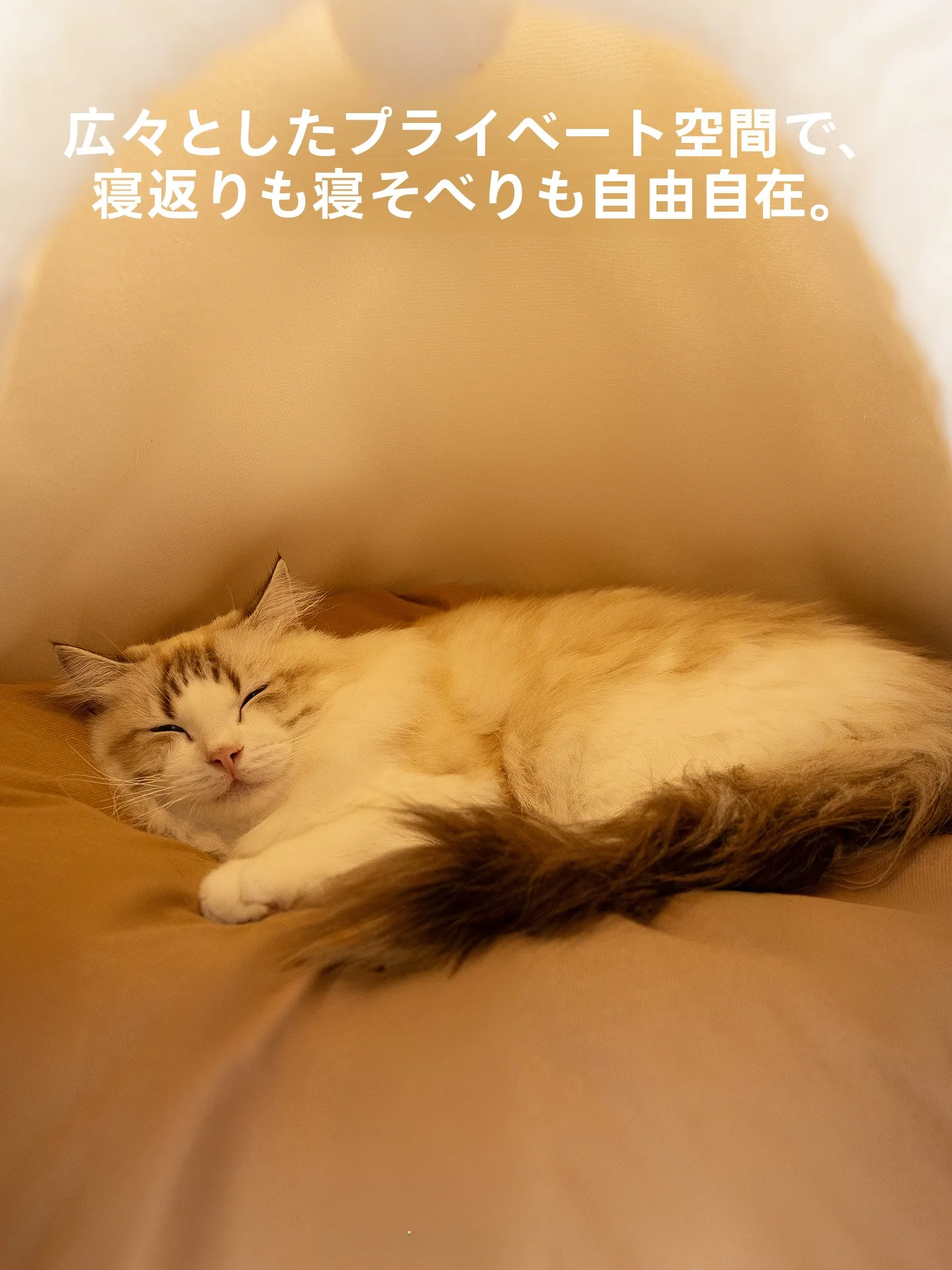 猫の巣 冬用 厚手 テント 密閉型 保温：一人暮らしにおける冬季の猫の保暖対策