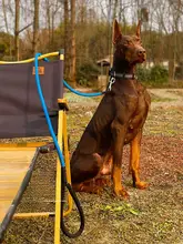 防爆仕様の犬用リード【衝撃耐性・脱走防止・トレーニング対応】