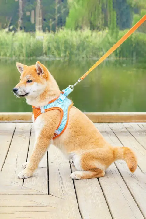 小型犬用ハーネス付きリード【散歩用・テディベア・幼犬対応】