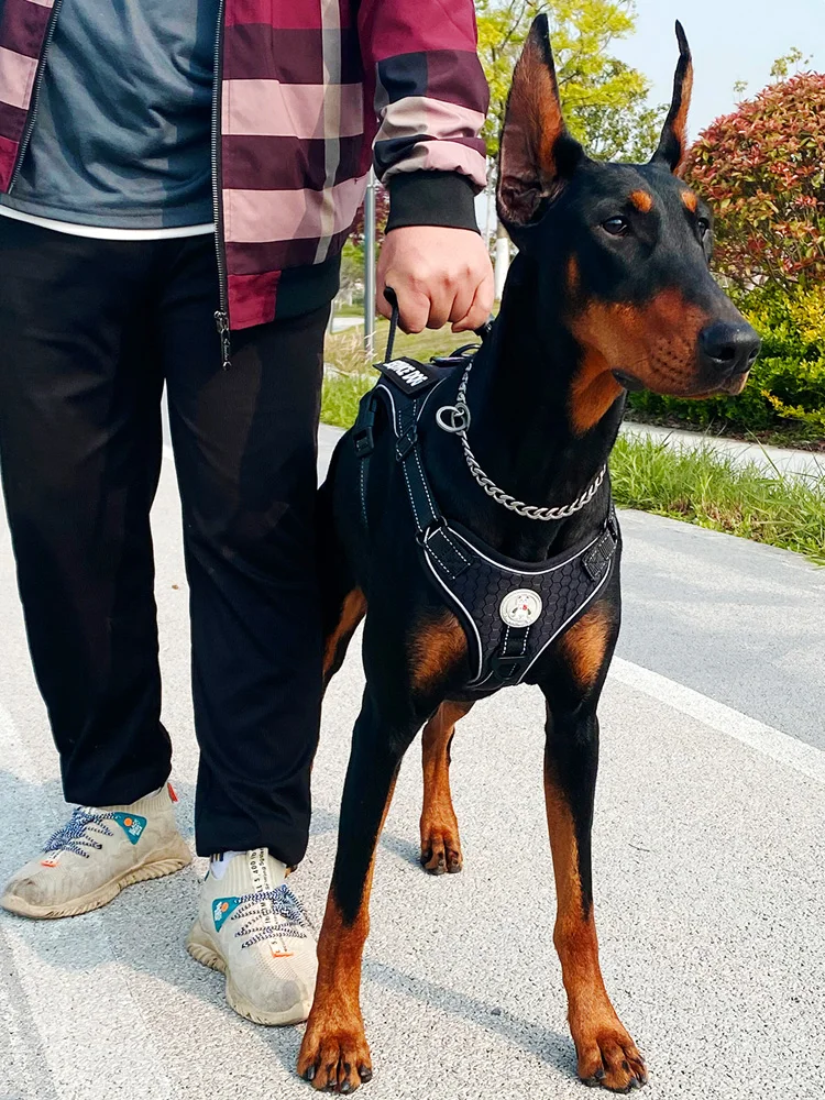 犬のお散歩グッズをコスパ良く揃える方法　大型犬向けの選び方徹底解説
