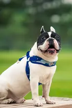 バグ犬用 ハーネス型ペットリード【中型小型犬用】