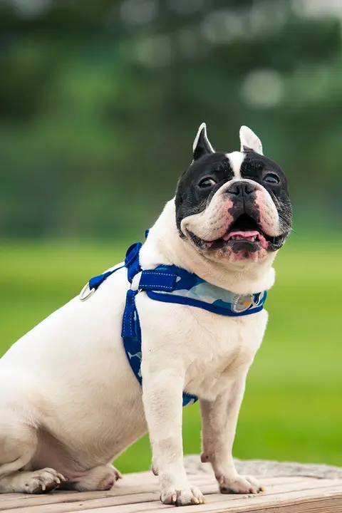 バグ犬用 ハーネス型ペットリード【中型小型犬用】