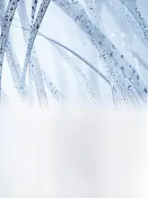 ZHIBENジーベン 保湿と弾力をサポート！積雪草エッセンス【肌修復・リフレッシュ・スキンケア用】