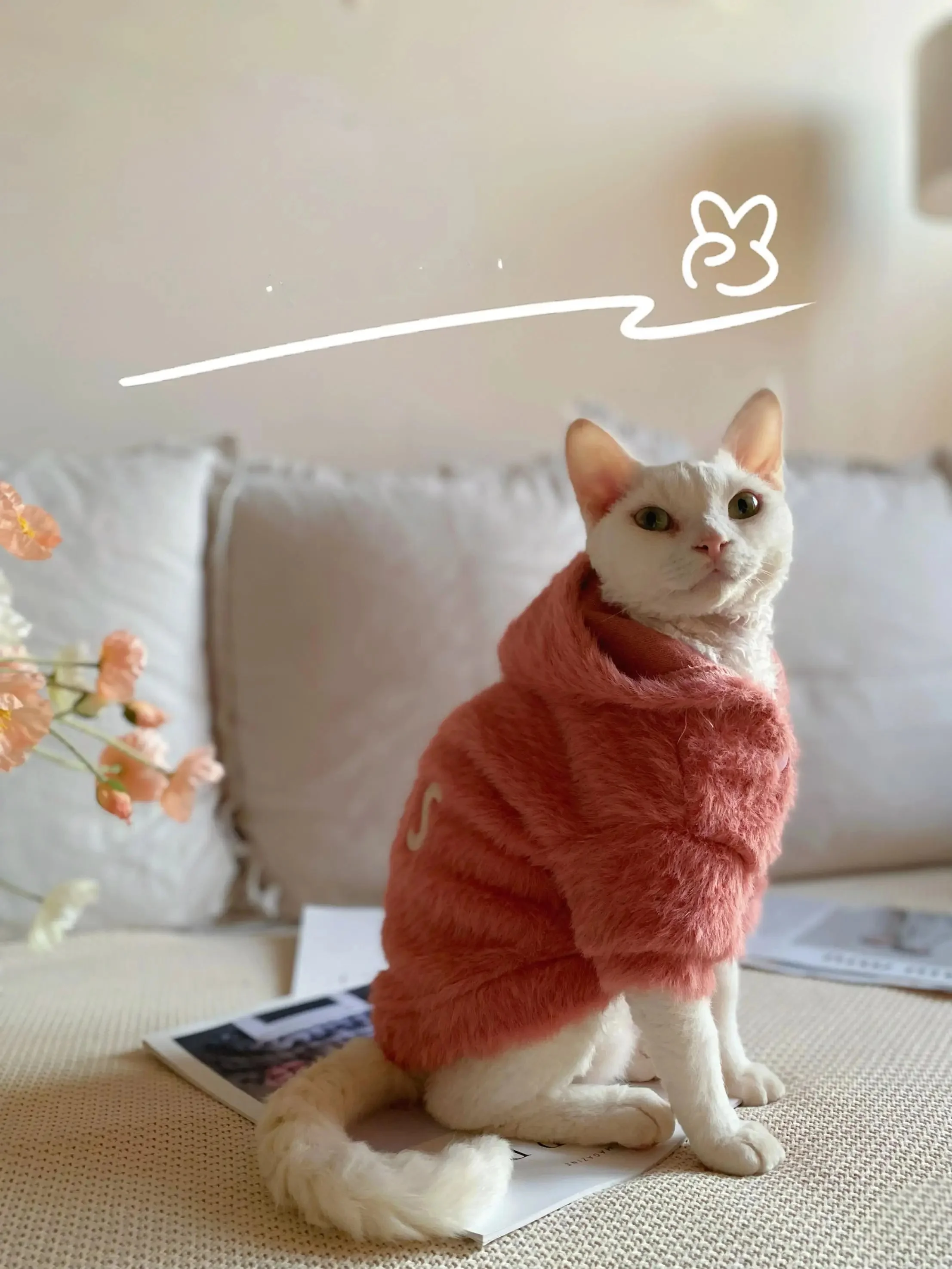 室内ペットの冬をどう過ごす？スフィンクス猫や小型犬にぴったりの秋冬用スウェットシャツがおすすめ