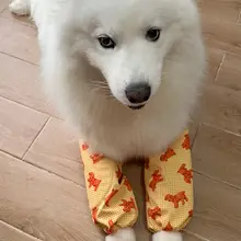 犬用外出保護カバー【防塵・肘・膝関節用・中大型犬対応】