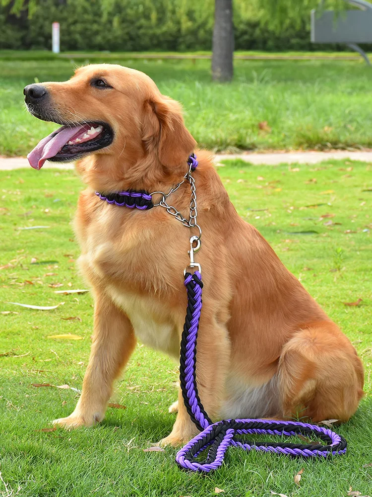 犬のお散歩グッズをコスパ良く揃える方法　成長に合わせて交換する3つのポイント
