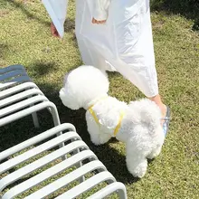春夏立体蝶妖精空気サスペンダーペット服