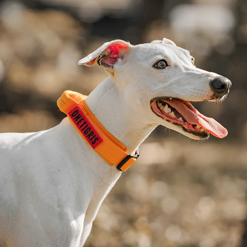 犬のお散歩グッズをコスパ良く揃える方法　防爆機能付きカラーの実測ガイド