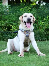 中大型犬用ハーネス式リード【防爆デザイン・金毛・ラブラドール対応】