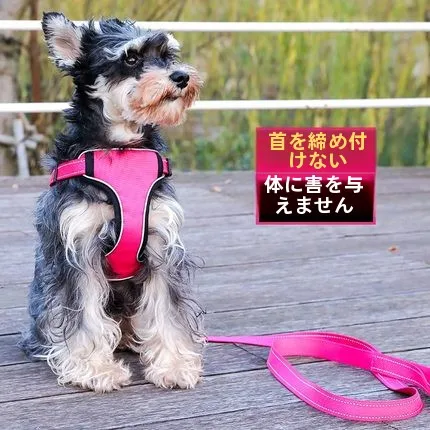 犬のお散歩グッズをコスパ良く揃える方法｜ハーネス付きリードの実測ガイド