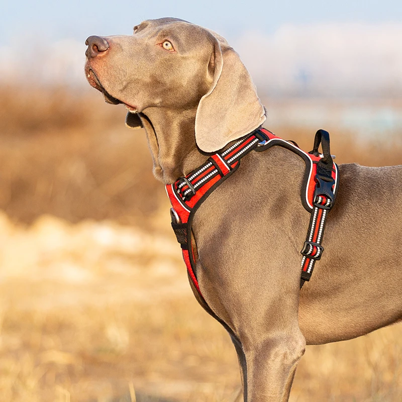 犬のお散歩グッズをコスパ良く揃える方法 - ハーネス付きリードのサイズ・素材・コストパフォーマンス