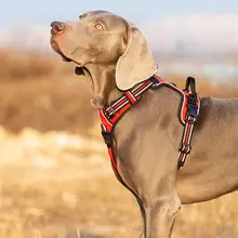 犬用ハーネス付きリード【大型犬対応・快適・散歩用】